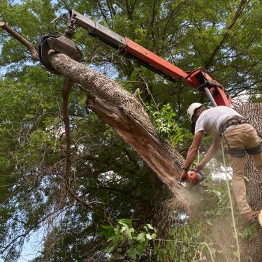 Complete Residential Tree Care Services Offered by King Tree Services