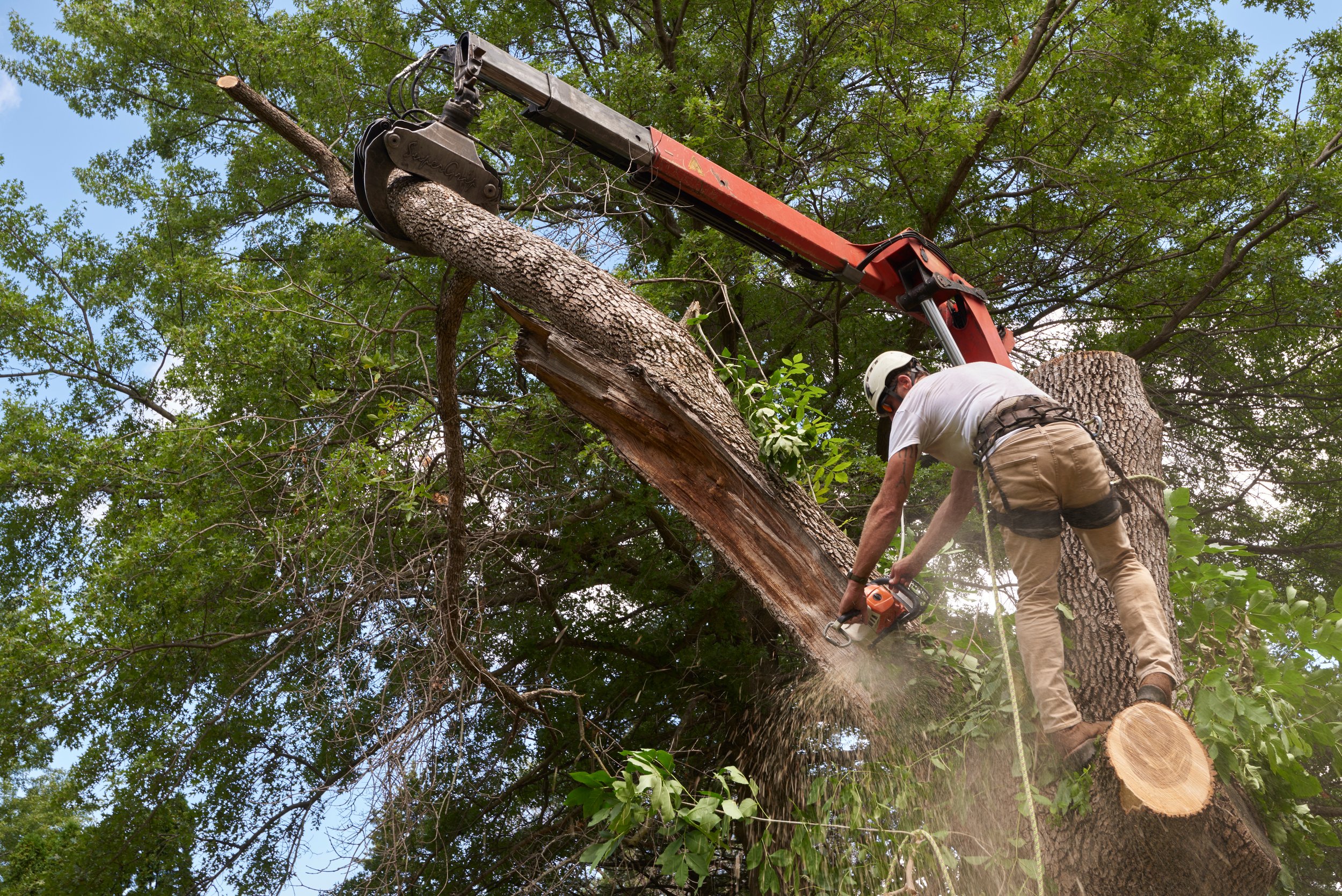 Complete Residential Tree Care Services Offered by King Tree Services