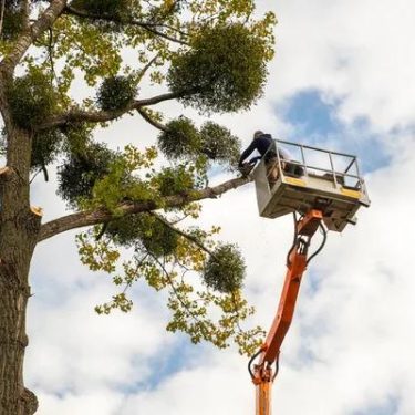 Trust Wiese Tree Service LLC of Mobile for Complete Tree Care