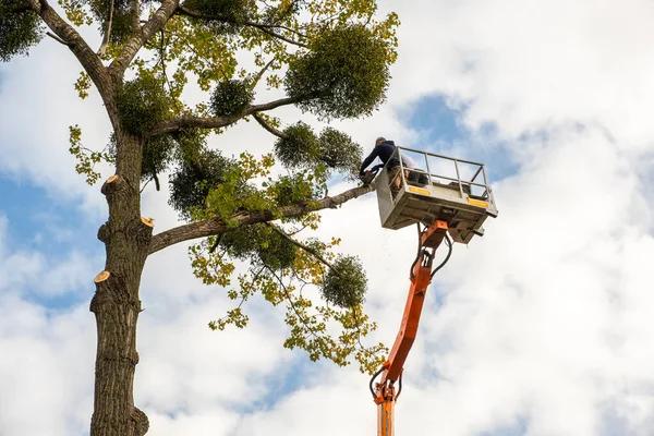 Trust Wiese Tree Service LLC of Mobile for Complete Tree Care