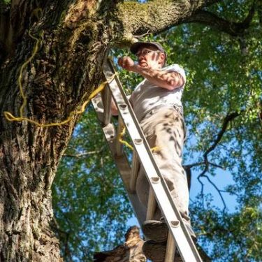 Tree Service Springfield IL for Tree Trimming and Maintenance
