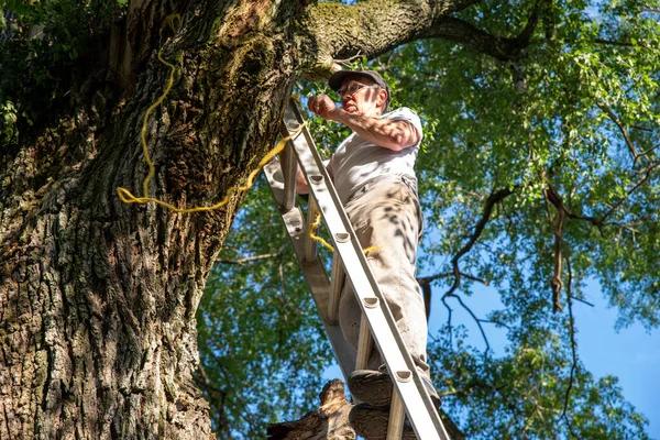 Tree Service Springfield IL for Tree Trimming and Maintenance