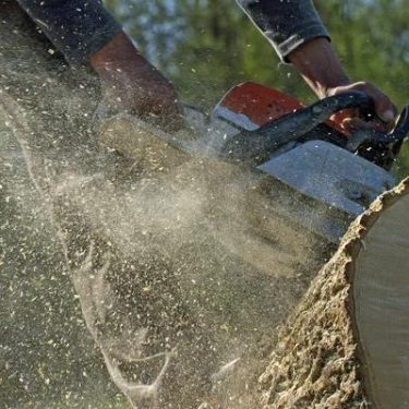 Fast and Affordable Tree Service Near Me for All Property Types