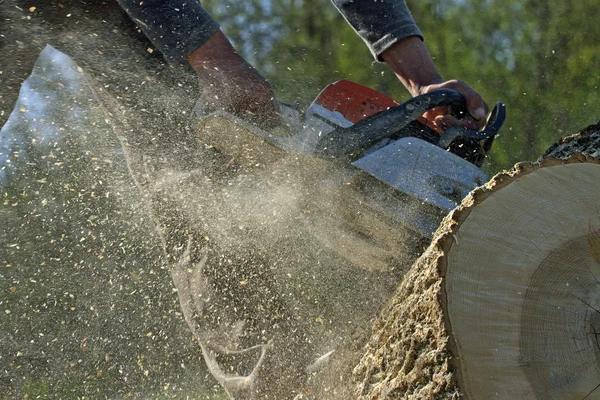 Fast and Affordable Tree Service Near Me for All Property Types