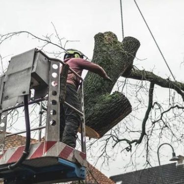 Expert Sindt Tree Service tree trimming for Healthy Tree Growth
