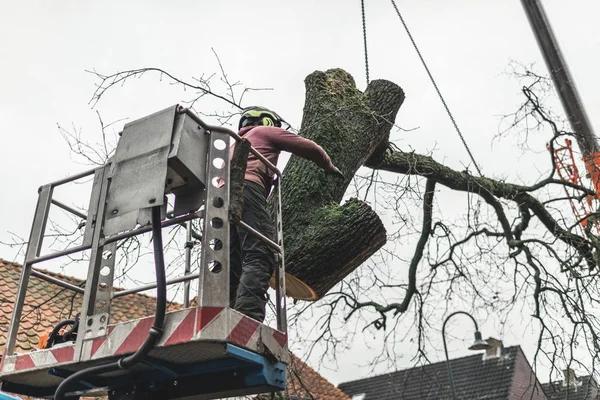 Expert Sindt Tree Service tree trimming for Healthy Tree Growth