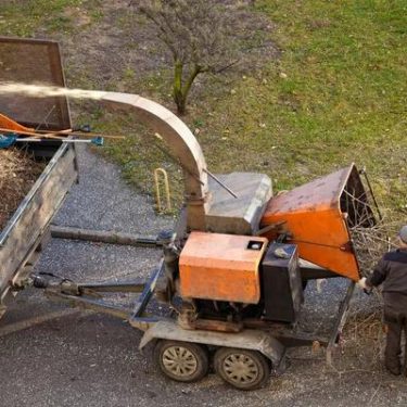 Shelton Tree Service for Tree Pruning Removal and Care