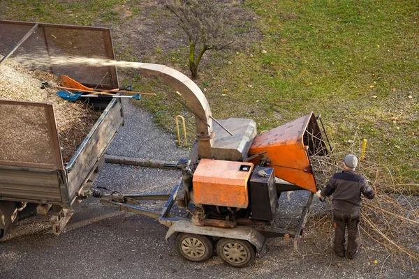 Shelton Tree Service for Tree Pruning Removal and Care