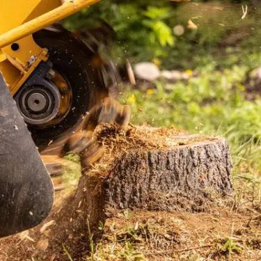 Quality Tree Removal Service in Jackson MI for Storm Damaged Trees