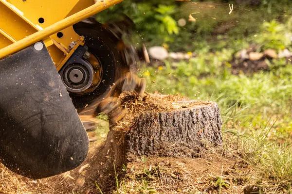 Quality Tree Removal Service in Jackson MI for Storm Damaged Trees