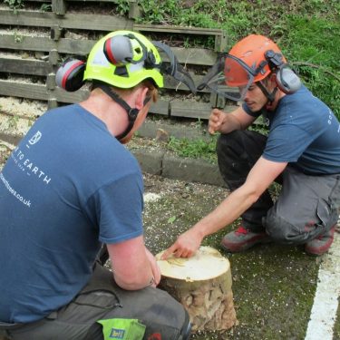 Trusted Local Support through tree surgeon Heald Green Tree Services