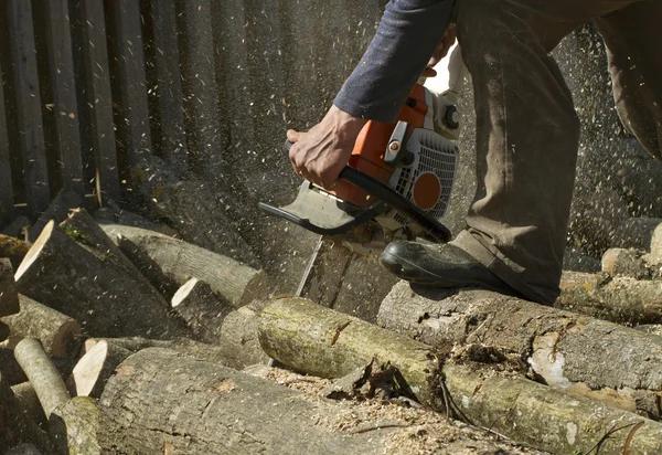 Tree Removal Service Mobile That Prioritizes Safety First
